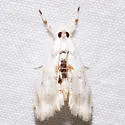 Lipocosma adelalis - Hodges#4883
