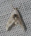 Lipocosma adelalis - Hodges#4883 - photo 2