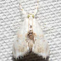 Lipocosma adelalis - Hodges#4883 - photo 3