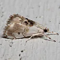 Lipocosma adelalis - Hodges#4883 - photo 5