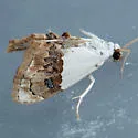 Lipocosma albinibasalis - Hodges#4886