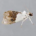 Lipocosma albinibasalis - Hodges#4886 - photo 4