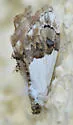 Lipocosma albinibasalis - Hodges#4886 - photo 5