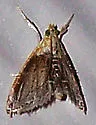 Lipocosma polingi - Hodges#4887