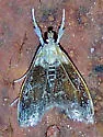 Lipocosma polingi - Hodges#4887 - photo 2