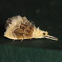 Lipocosma polingi - Hodges#4887 - photo 4