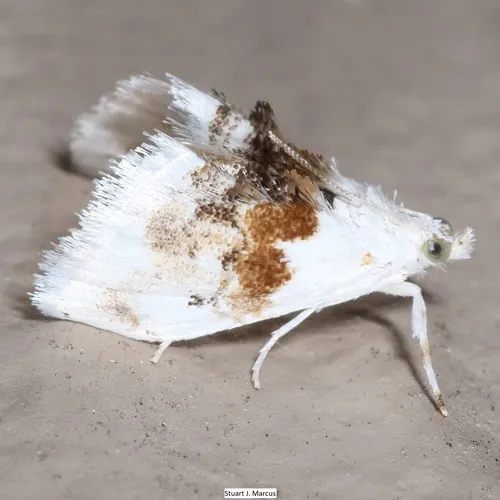 Exposed Lipocosma - Hodges#4885 - Lipocosma septa