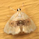 Lipocosma sicalis - Hodges#4881