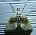 Lipocosma sicalis - Hodges#4881 - photo 2