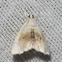 Lipocosma sicalis - Hodges#4881 - photo 3