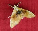 Lipocosma sicalis - Hodges#4881 - photo 4