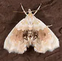 Lipocosma sicalis - Hodges#4881 - photo 5