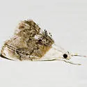 Sooty Lipocosmodes - Hodges#4888