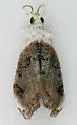 Sooty Lipocosmodes - Hodges#4888 - photo 2