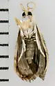 Sooty Lipocosmodes - Hodges#4888 - photo 3