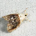 Sooty Lipocosmodes - Hodges#4888 - photo 4