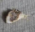 Sooty Lipocosmodes - Hodges#4888 - photo 5