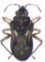 Lipogomphus brevis