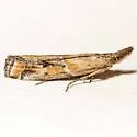Lipographis fenestrella - Hodges#5886 - photo 3