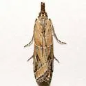 Lipographis fenestrella - Hodges#5886 - photo 4