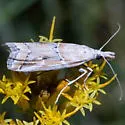Lipographis fenestrella - Hodges#5886 - photo 5