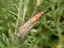 Lipographis truncatella - Hodges#5888 - photo 2