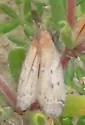 Lipographis truncatella - Hodges#5888 - photo 3