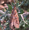 Lipographis umbrella - Hodges#5889