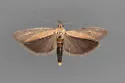 Lipographis unicolor - Hodges#5888.1