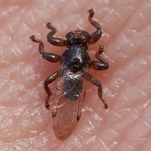 Lipoptena depressa - photo 2