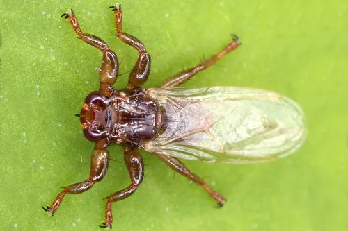 Lipoptena fortisetosa