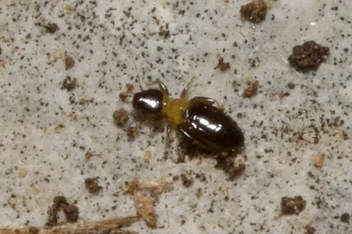 Liposcelis bicolor