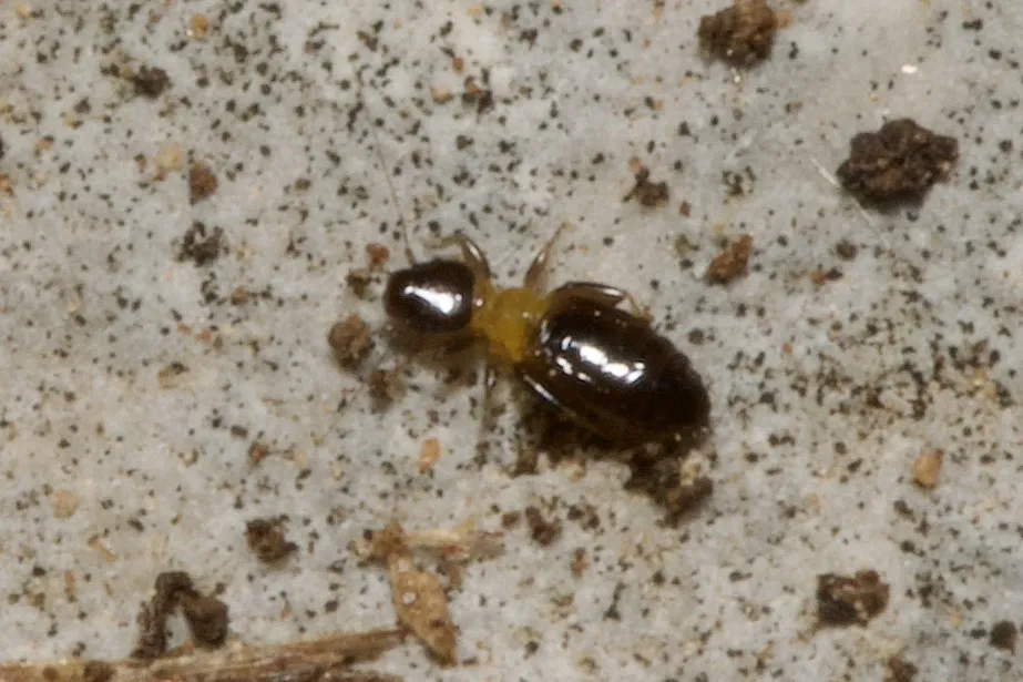 Liposcelis bicolor - photo 2