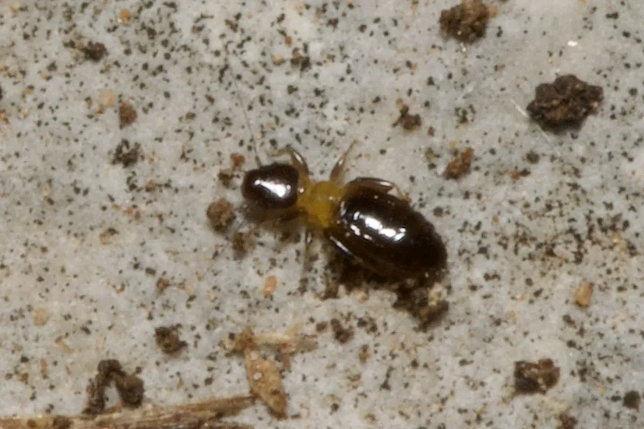 Liposcelis bicolor - photo 3