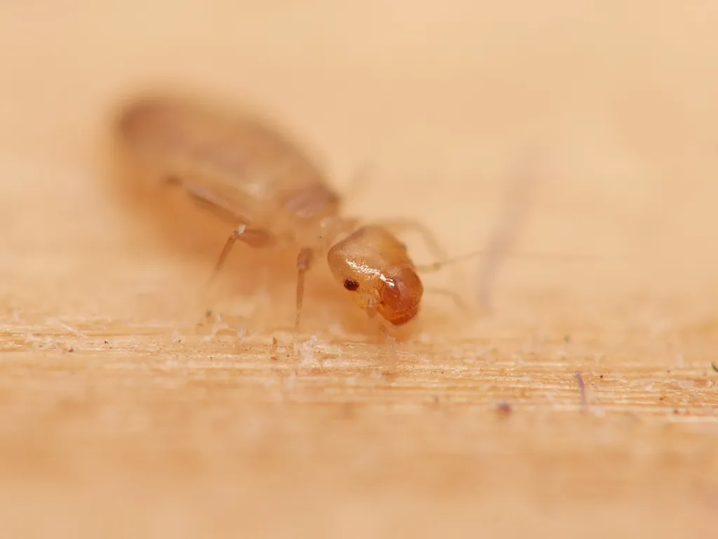 Booklouse - photo 2