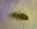Liposcelis brunnea