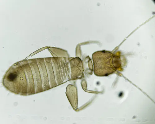 Liposcelis corrodens