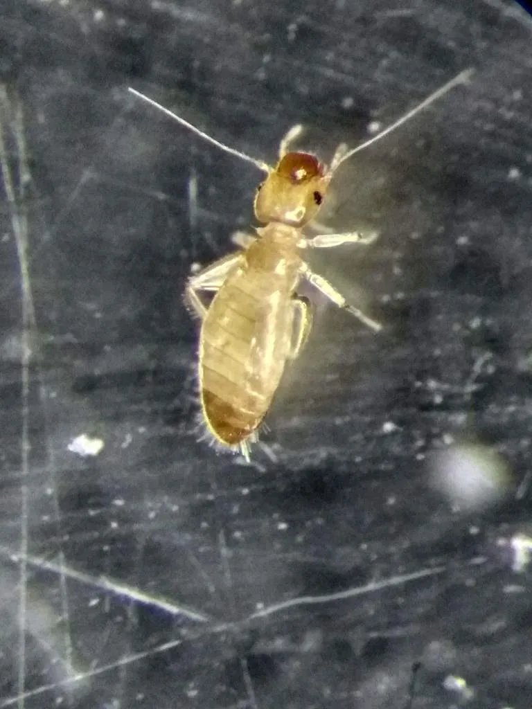 Liposcelis decolor - photo 3