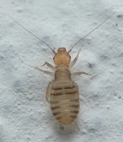Liposcelis entomophila - photo 2