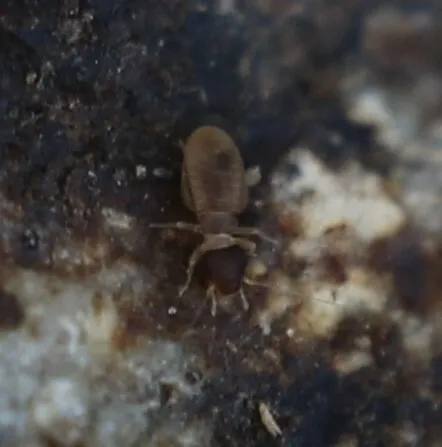 Liposcelis fusciceps - photo 2