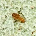 Liposcelis hirsutoides
