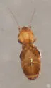 Liposcelis hirsutoides - photo 3