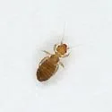 Liposcelis hirsutoides - photo 4