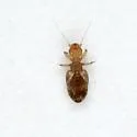 Liposcelis hirsutoides - photo 5