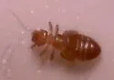 Liposcelis nigra