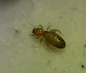 Liposcelis nigra - photo 2