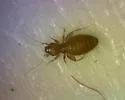 Liposcelis nigra - photo 3