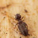 Liposcelis nigra - photo 4