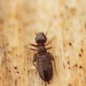 Liposcelis nigra - photo 5