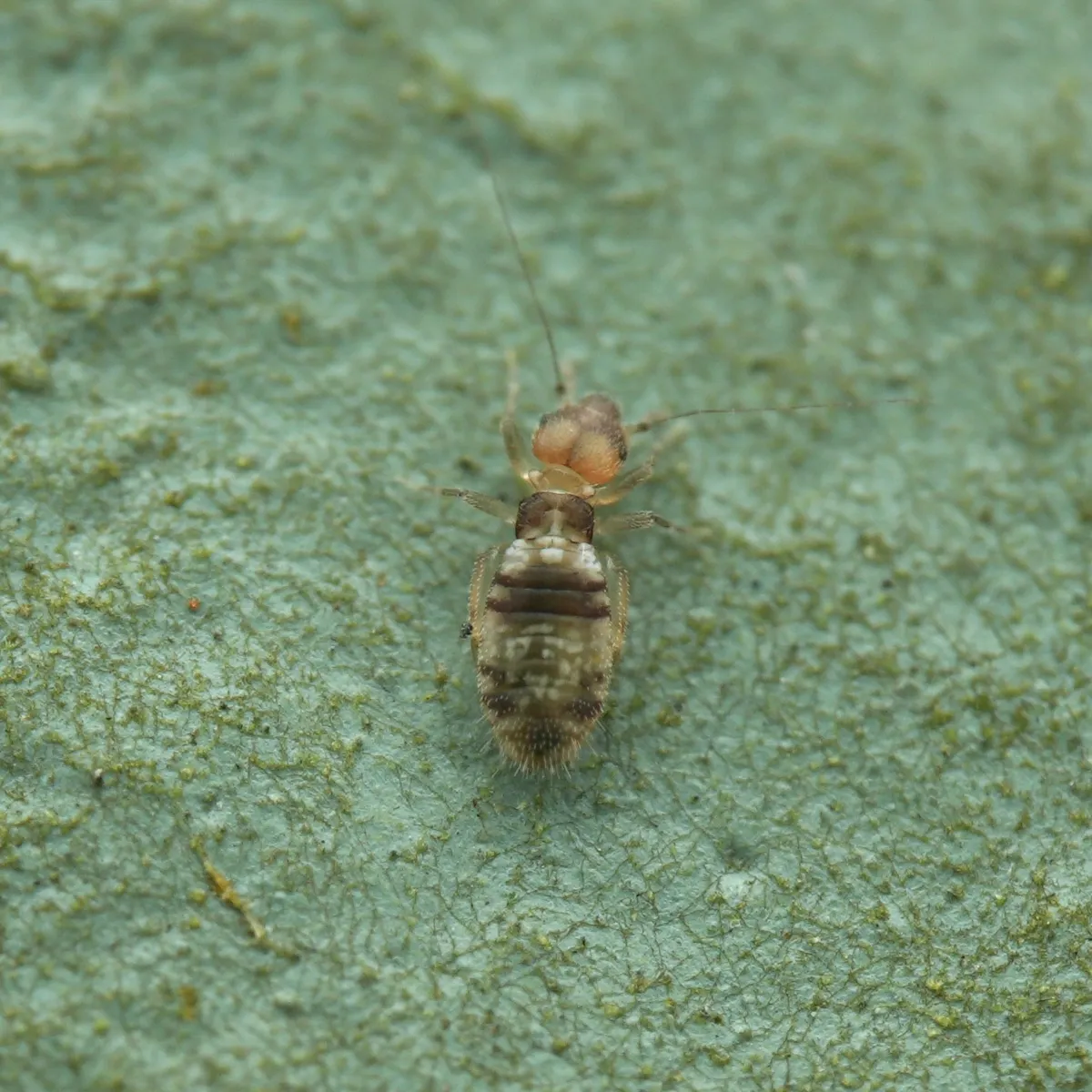 Liposcelis ornata